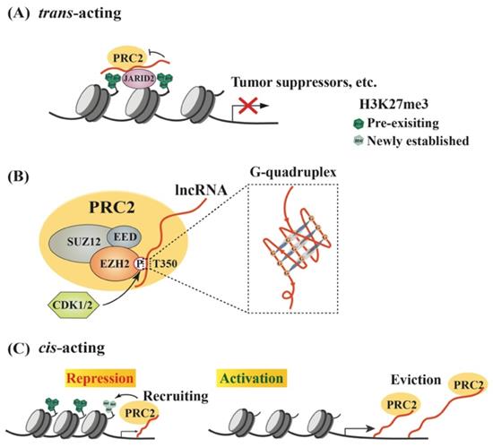 Emerging Roles of LncRNAs in the EZH2-regulated Oncogenic Network
