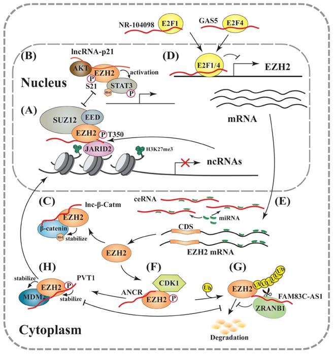 Emerging Roles of LncRNAs in the EZH2-regulated Oncogenic Network