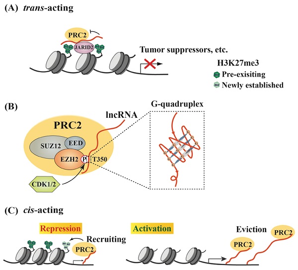 Noncanonical Functions of the Polycomb Group Protein EZH2 in Breast Cancer  - ScienceDirect