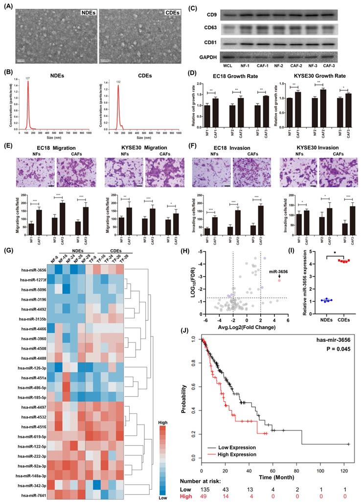 Cancer Associated Fibroblasts Derived Exosomal Mir 3656 Promotes The Development And Progression Of Esophageal Squamous Cell Carcinoma Via The Acap2 Pi3k Akt Signaling Pathway