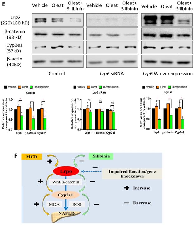 Int J Biol Sci Image