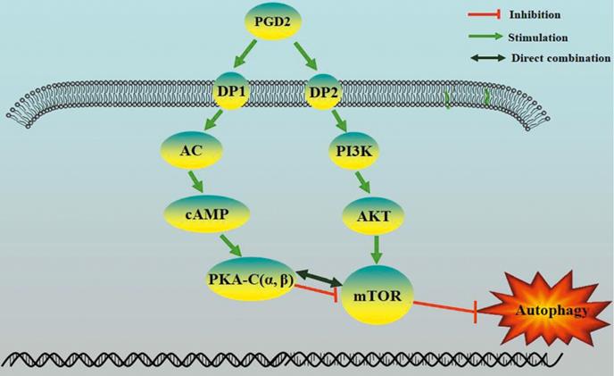 Int J Biol Sci Image