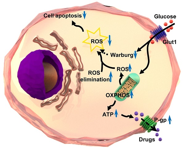 600px x 488px - Enhanced Intracellular Reactive Oxygen Species by Photodynamic Therapy  Effectively Promotes Chemoresistant Cell Death