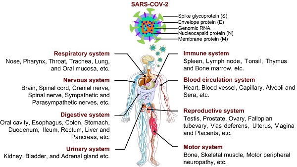 High body temperature increases gut microbiota-dependent host resistance to  influenza A virus and SARS-CoV-2 infection