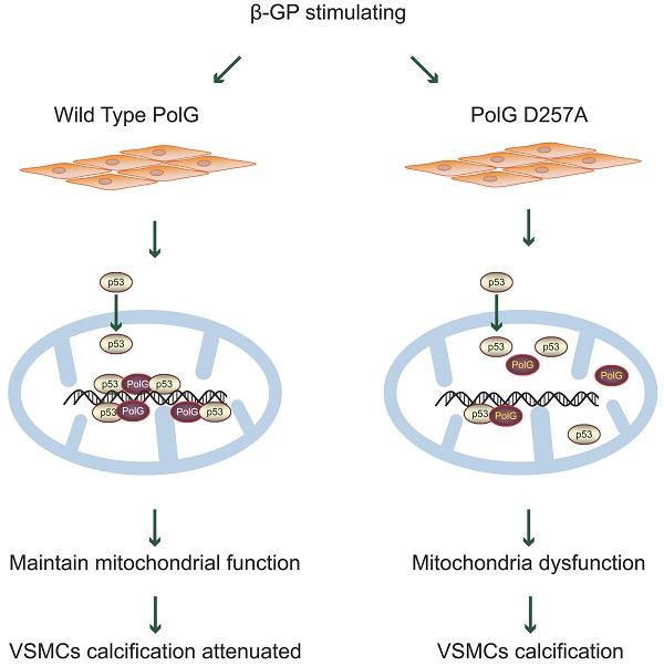 Mitochondrial DNA Damage Can Promote Atherosclerosis Independently