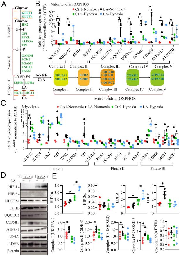 Trophoblast-derived Lactic Acid Orchestrates Decidual Macrophage ...