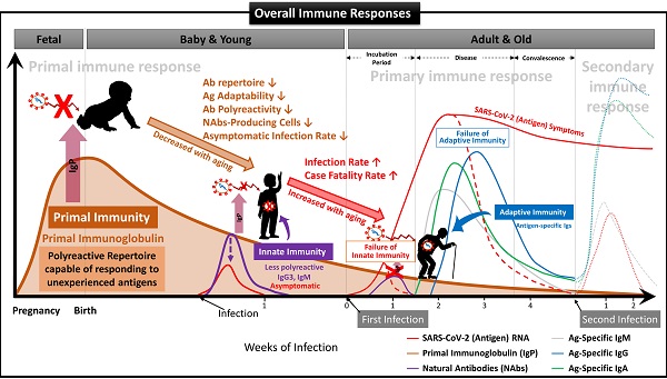 EDU - Module D: Adaptive Immunity - Cellular Response