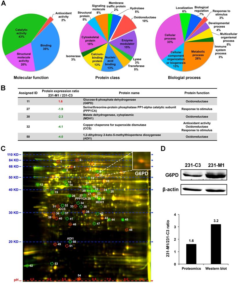 High Expression of G6PD Increases Doxorubicin Resistance in Triple