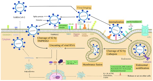 Understanding SARS-CoV-2-Mediated Inflammatory Responses: From Mechanisms  to Potential Therapeutic Tools