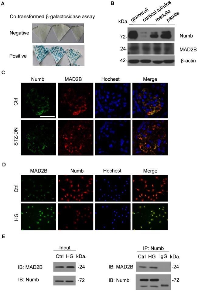 Int J Biol Sci Image