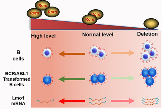 The suppressive functions of Rora in B lineage cell proliferation