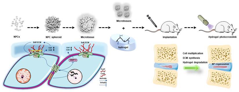 Int J Biol Sci Image