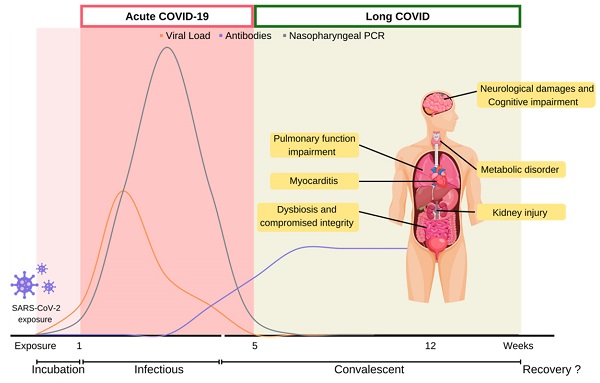 Frontiers  Cognitive impairment after long COVID-19: current evidence and  perspectives