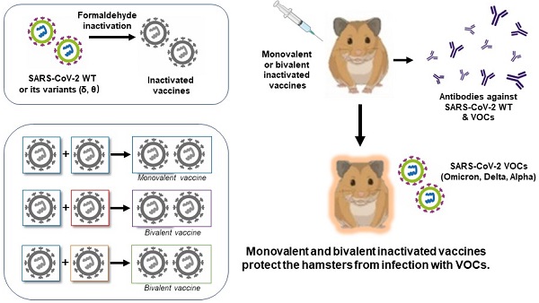 Pre-existing anti-SARS-CoV-2 immunity decreases viral spread but increase  SARS-CoV-2 Omicron competitiveness in hamsters