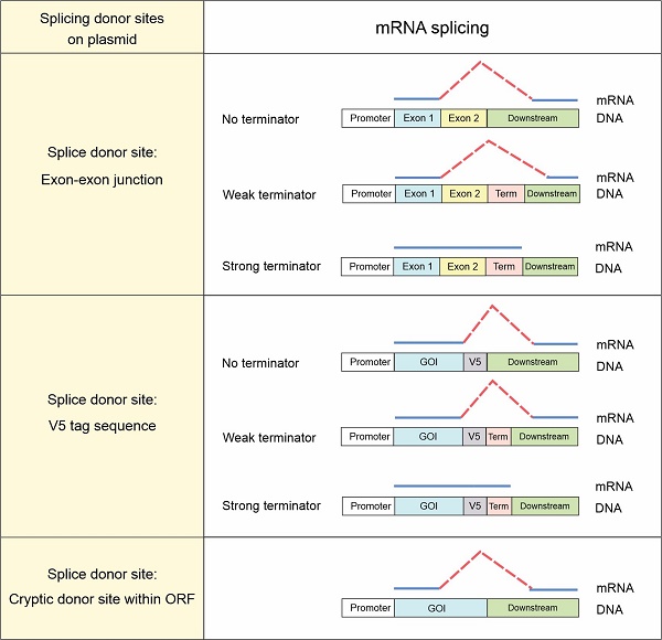 A mosaic maternal splice donor mutation in the EHMT1 gene leads to aberrant  transcripts and to Kleefstra syndrome in the offspring