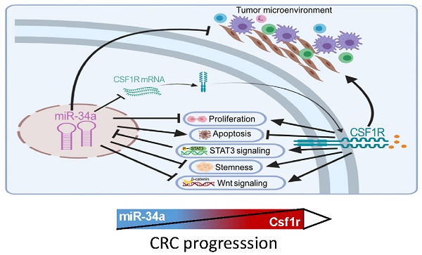 miR-34 loci and expression levels of miR-34a, miR-34b, miR-34b*, and