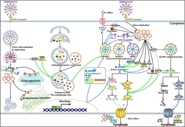 Pyroptotic cell death in SARS-CoV-2 infection: revealing its roles during  the immunopathogenesis of COVID-19