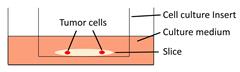 Int J Biol Sci inline graphic