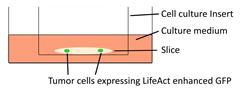 Int J Biol Sci inline graphic