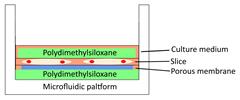 Int J Biol Sci inline graphic