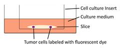 Int J Biol Sci inline graphic