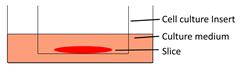 Int J Biol Sci inline graphic