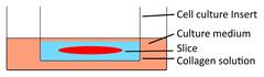 Int J Biol Sci inline graphic