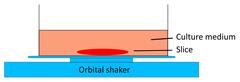 Int J Biol Sci inline graphic