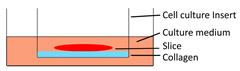 Int J Biol Sci inline graphic