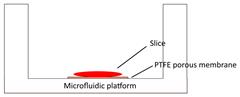 Int J Biol Sci inline graphic