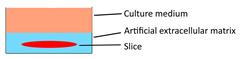 Int J Biol Sci inline graphic