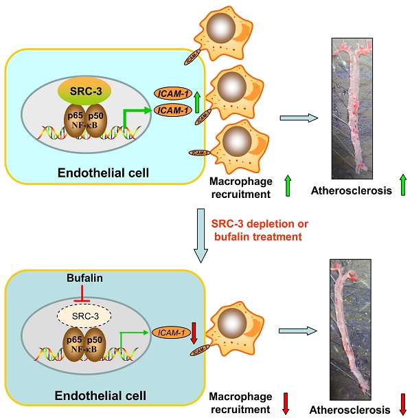 Suppressive Role of Endogenous Endothelial Monocyte Chemoattractant  Protein–1 on Monocyte Transendothelial Migration In Vitro