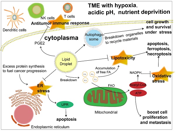 Breast cancer cells and adipocytes in hypoxia: metabolism regulation