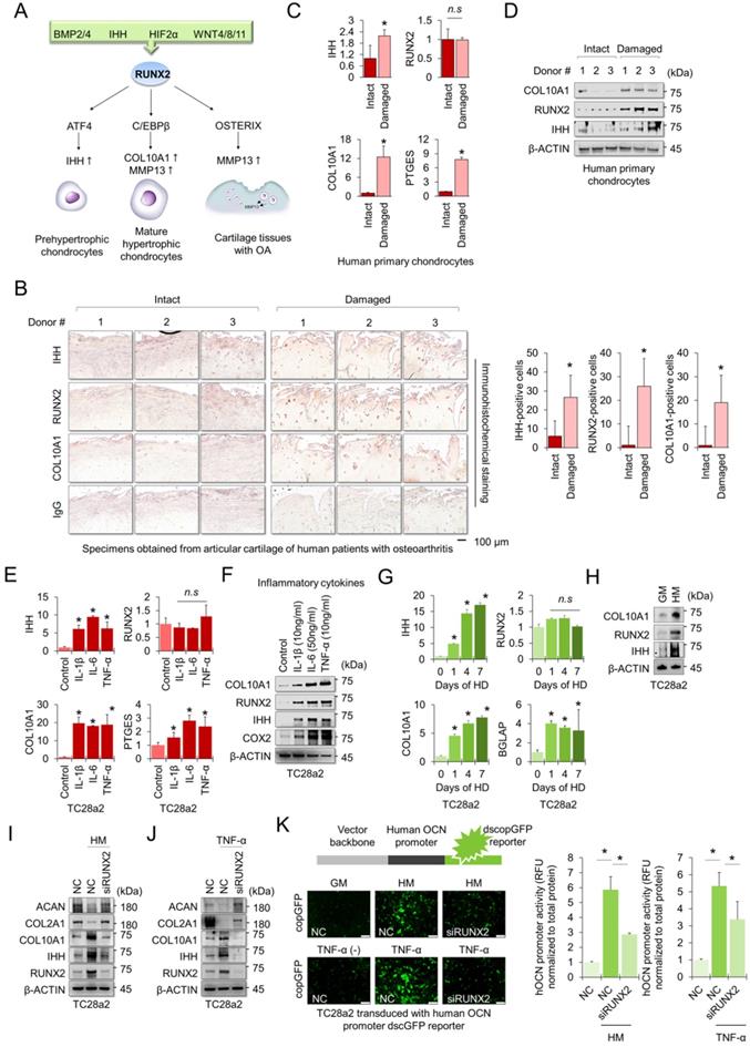 Int J Biol Sci Image