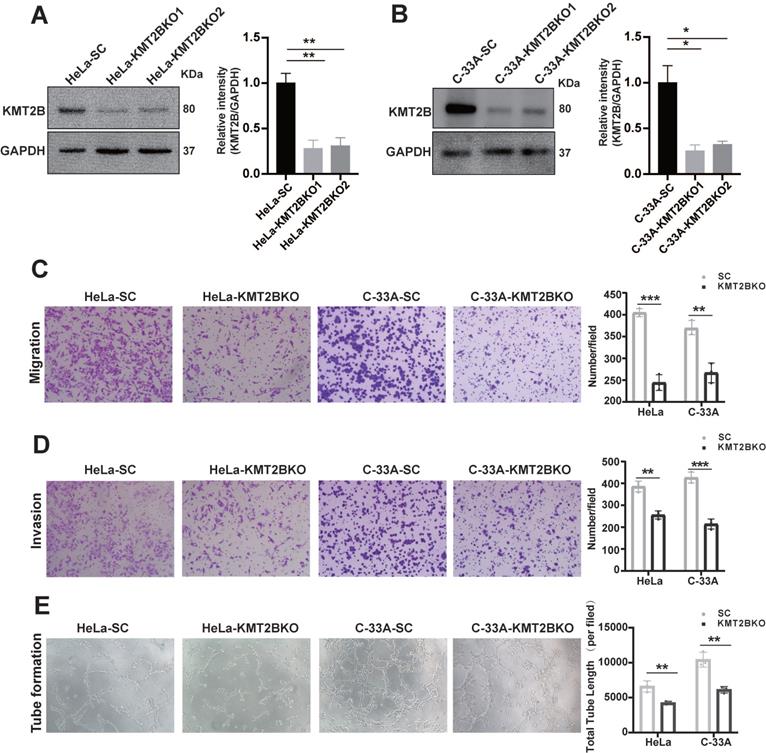 Int J Biol Sci Image