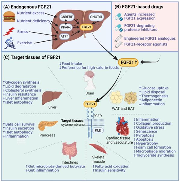 Targeting FGF21 in cardiovascular and metabolic diseases from