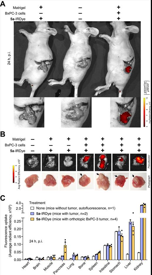 Int J Biol Sci Image