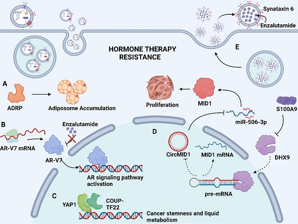 Exosomes in Genitourinary Cancers: Emerging Mediators of Drug