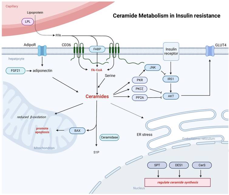 Int J Biol Sci Image