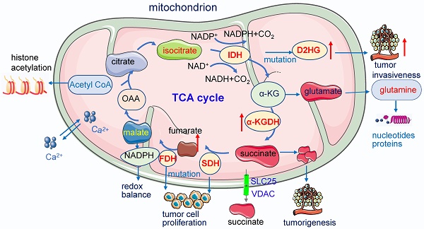 Mitochondrial signalling and homeostasis: from cell biology to