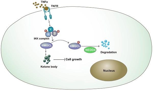 Phosphorylation by IKKβ Promotes the Degradation of HMGCL via NEDD4 in Lung  Cancer