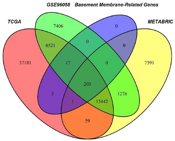 Basement membrane stiffness determines metastases formation