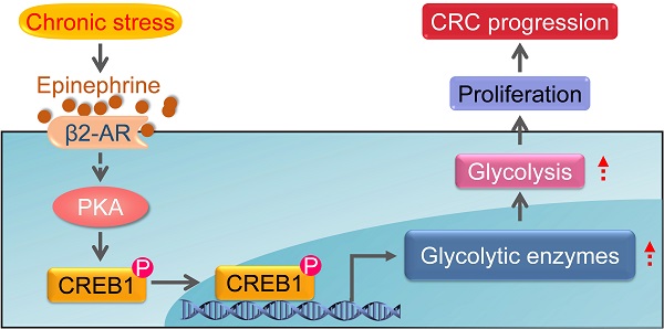 Impact of acute stress on murine metabolomics and metabolic flux