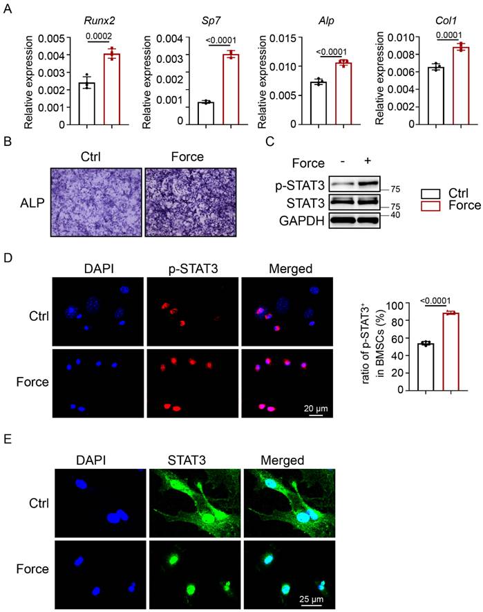 Int J Biol Sci Image