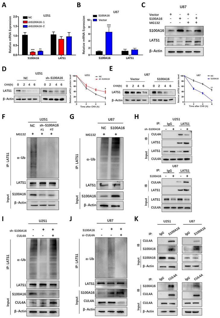 Int J Biol Sci Image