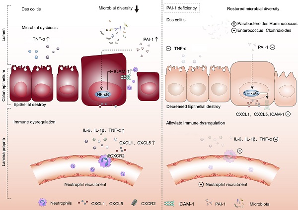 Plasminogen activator inhibitor-1 production is pathogenetic in