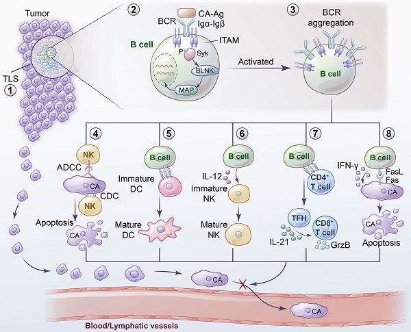 The NK cell–cancer cycle: advances and new challenges in NK cell