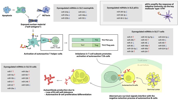 Downregulation of microRNA-34 induces cell proliferation and