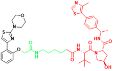 Int J Biol Sci inline graphic