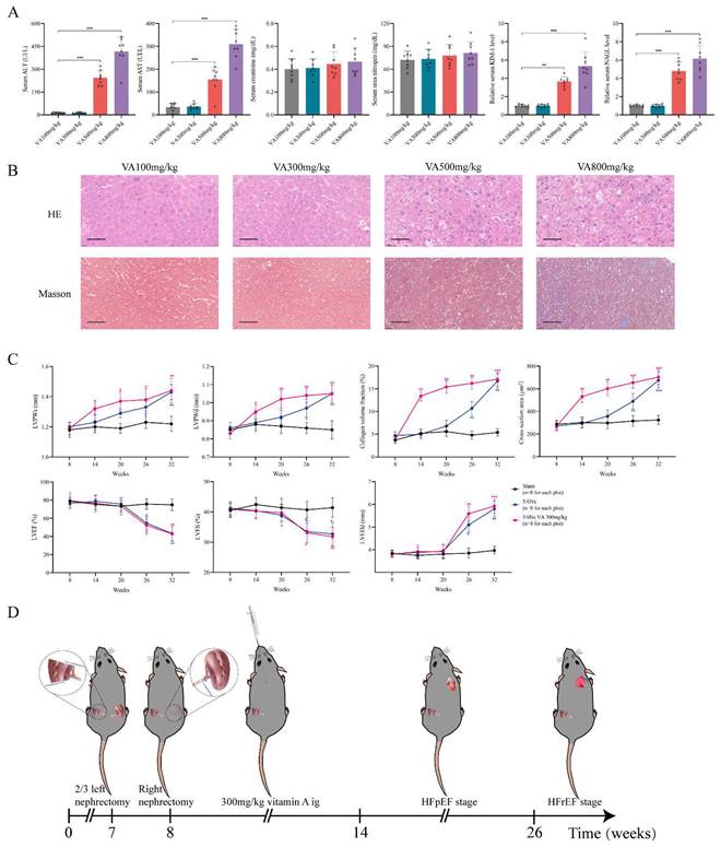 A novel mouse model of heart failure with preserved ejection fraction